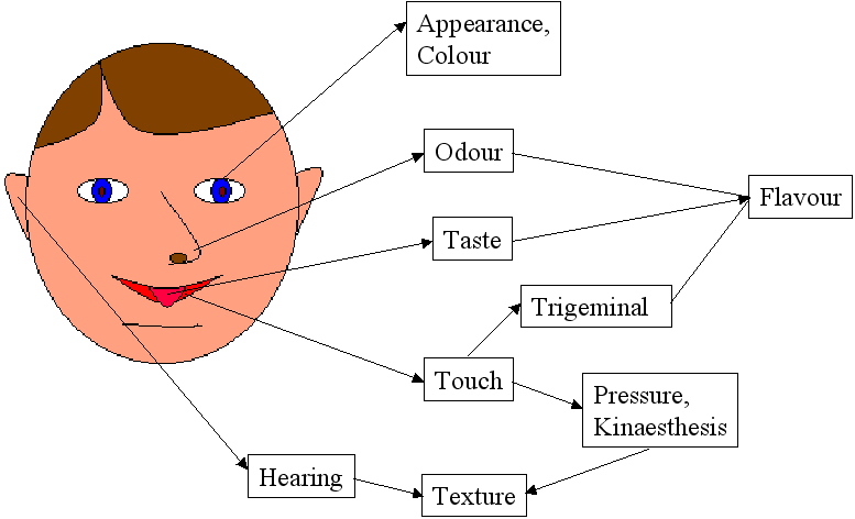 2d drawing of a face with all of the human sense mapped out
