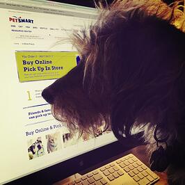 A dog looking at the Petsmart website on a desktop computer