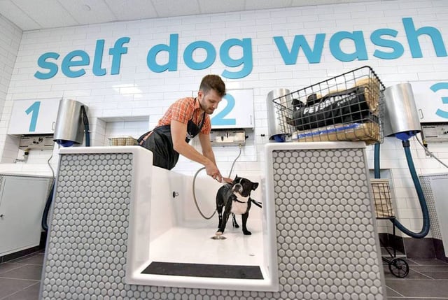 A Boston Terrier getting washed inside a PetSmart store. 