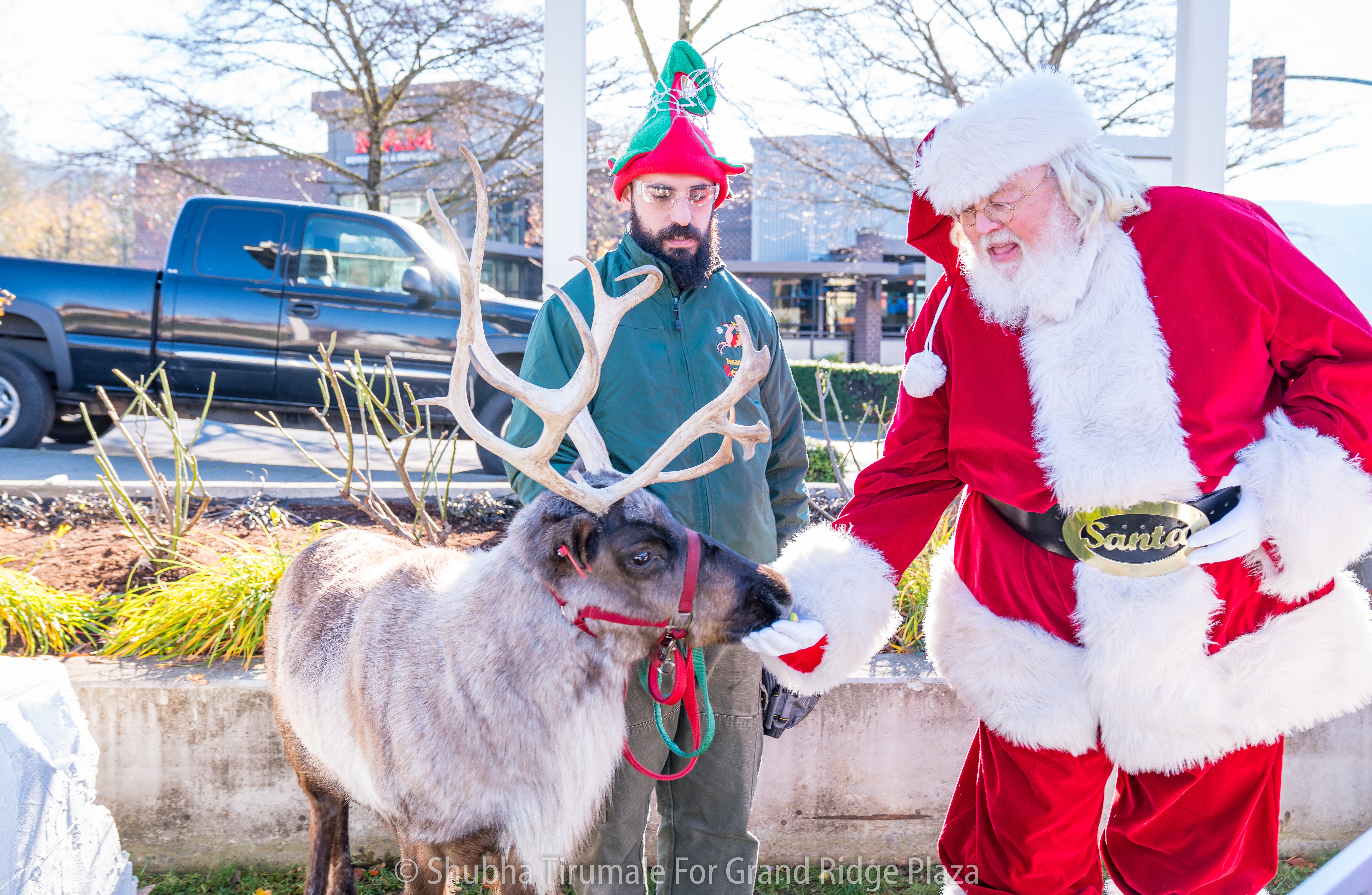 Santa feeding a reindeer while an elf looks on