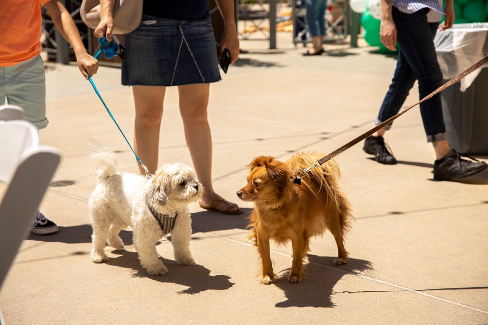 two smaller dogs meeting during Yappy Summer event