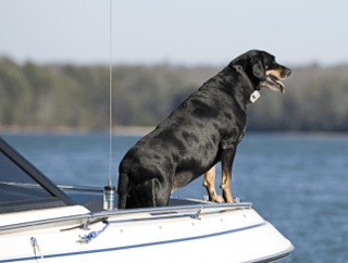 Black dog sitting on edge of a boat. 