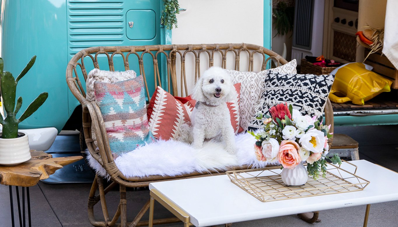 fluffy white dog on a wicker bench during Yappy Summer 