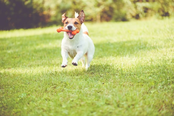 Jack Russel running on grass with an orange bone in its mouth. 